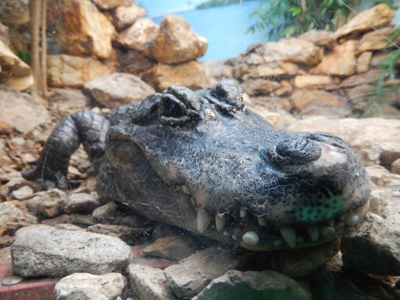 8/6/2015 - Staring Death in the Face