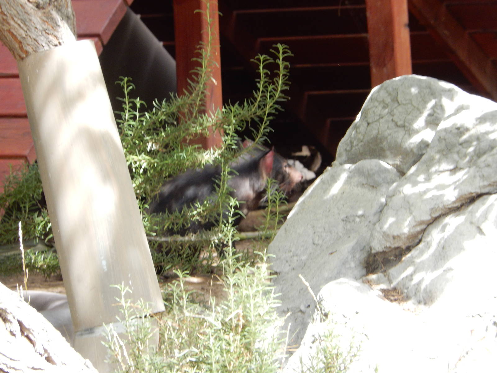 8/6/2015 - Tasmanian Devil