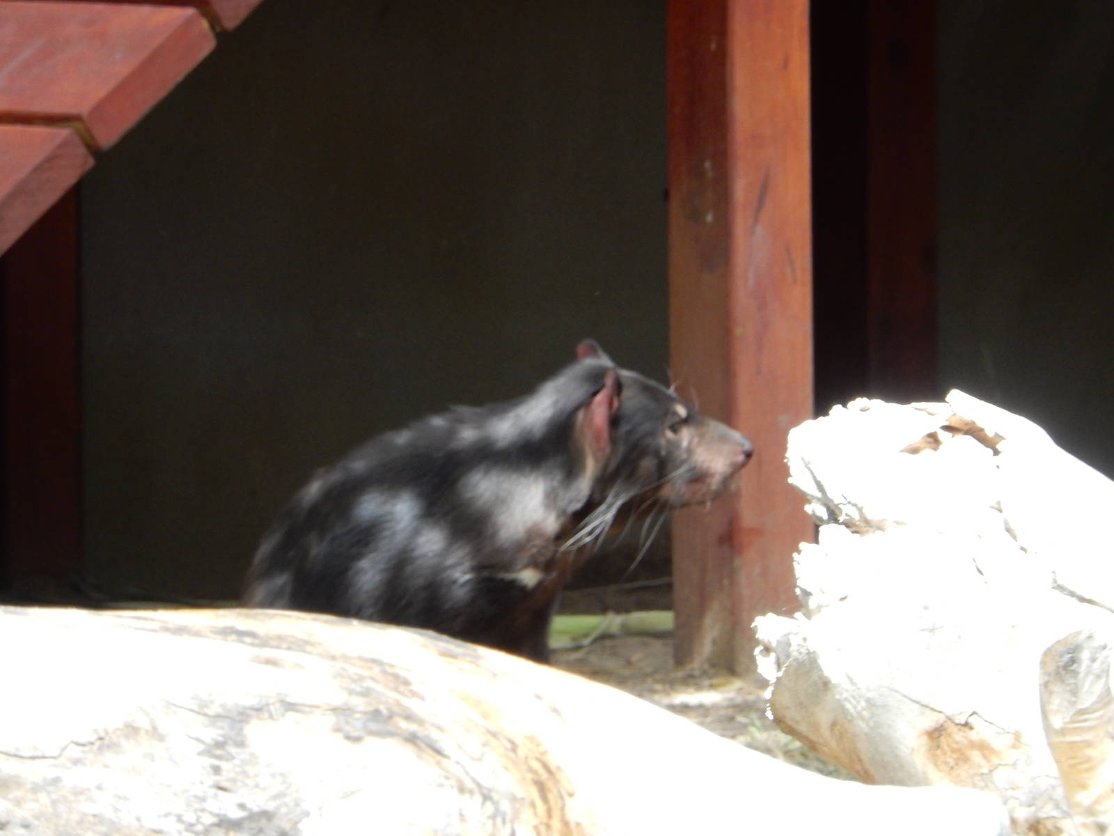 8/6/2015 - Tasmanian Devil