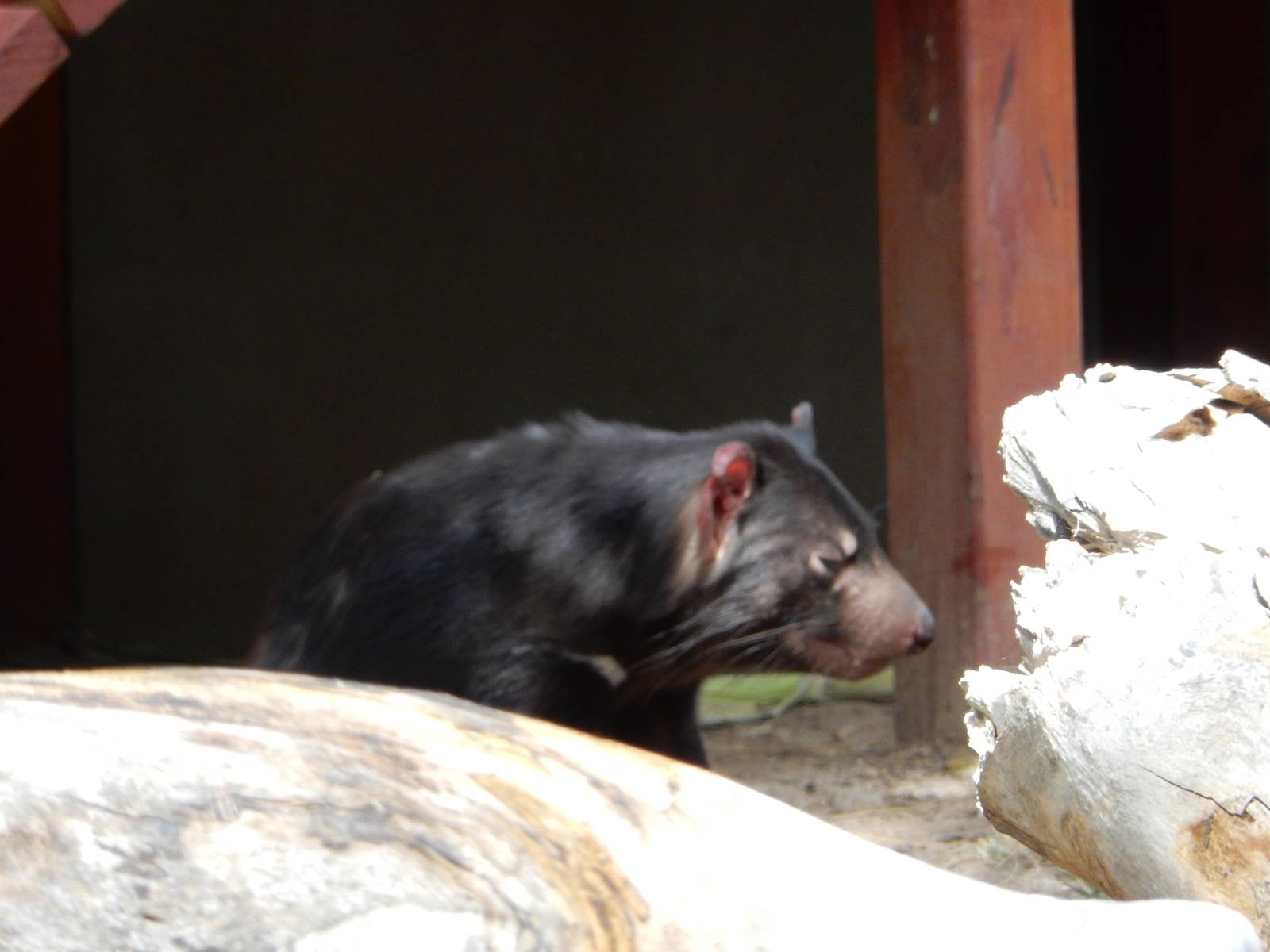 8/6/2015 - Tasmanian Devil