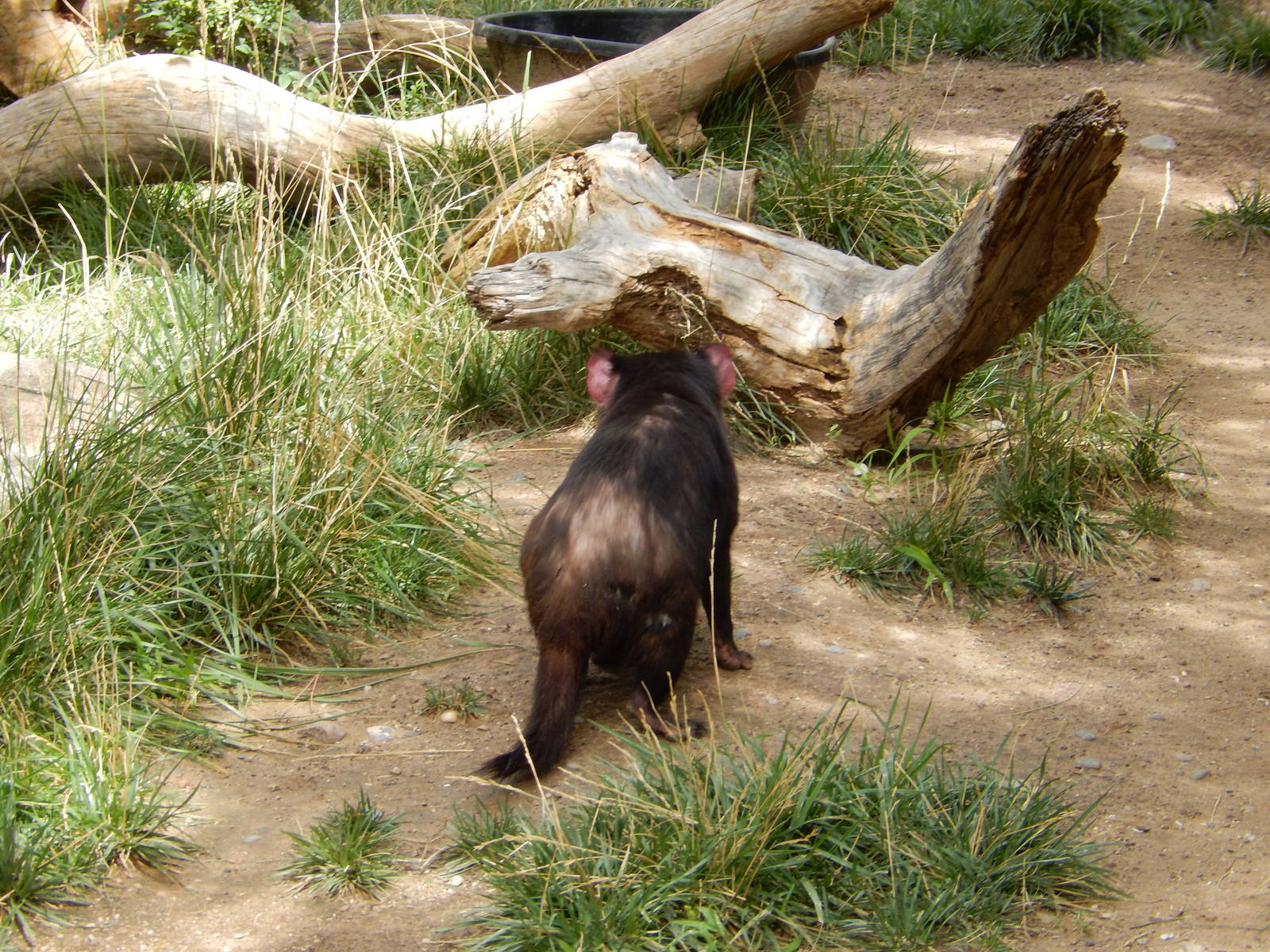 8/6/2015 - Tasmanian Devil