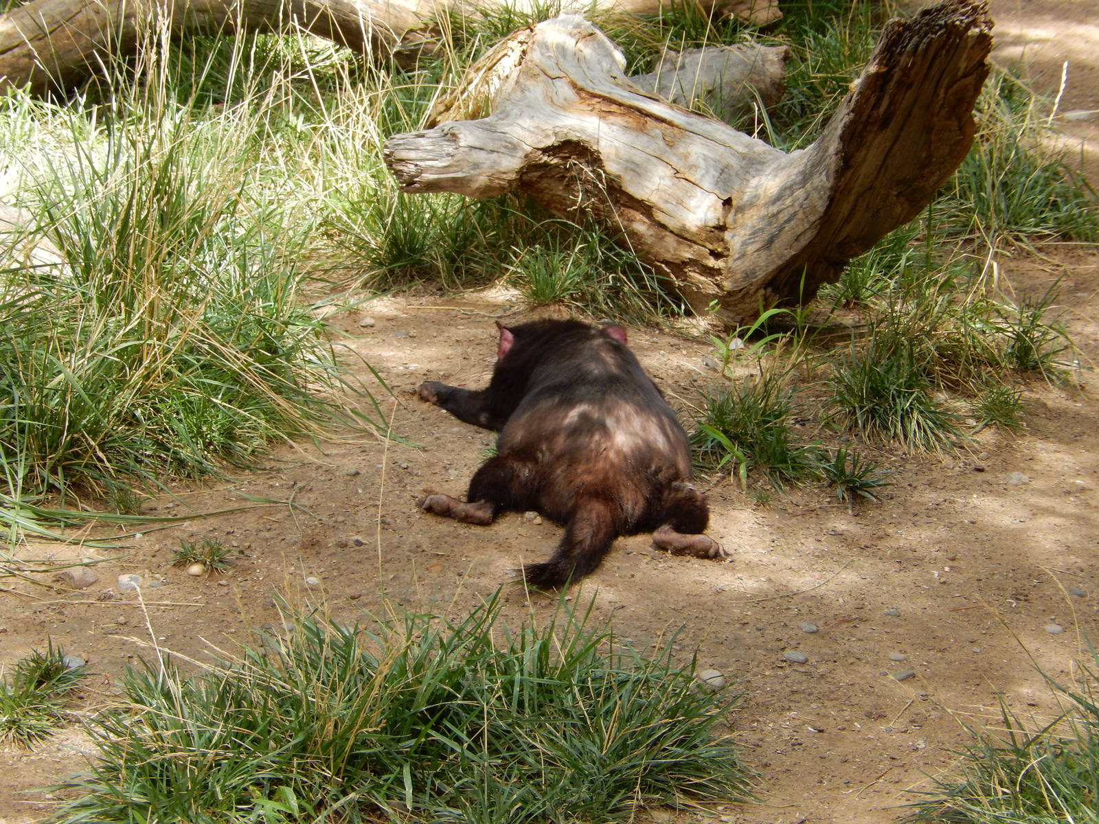 8/6/2015 - Tasmanian Devil