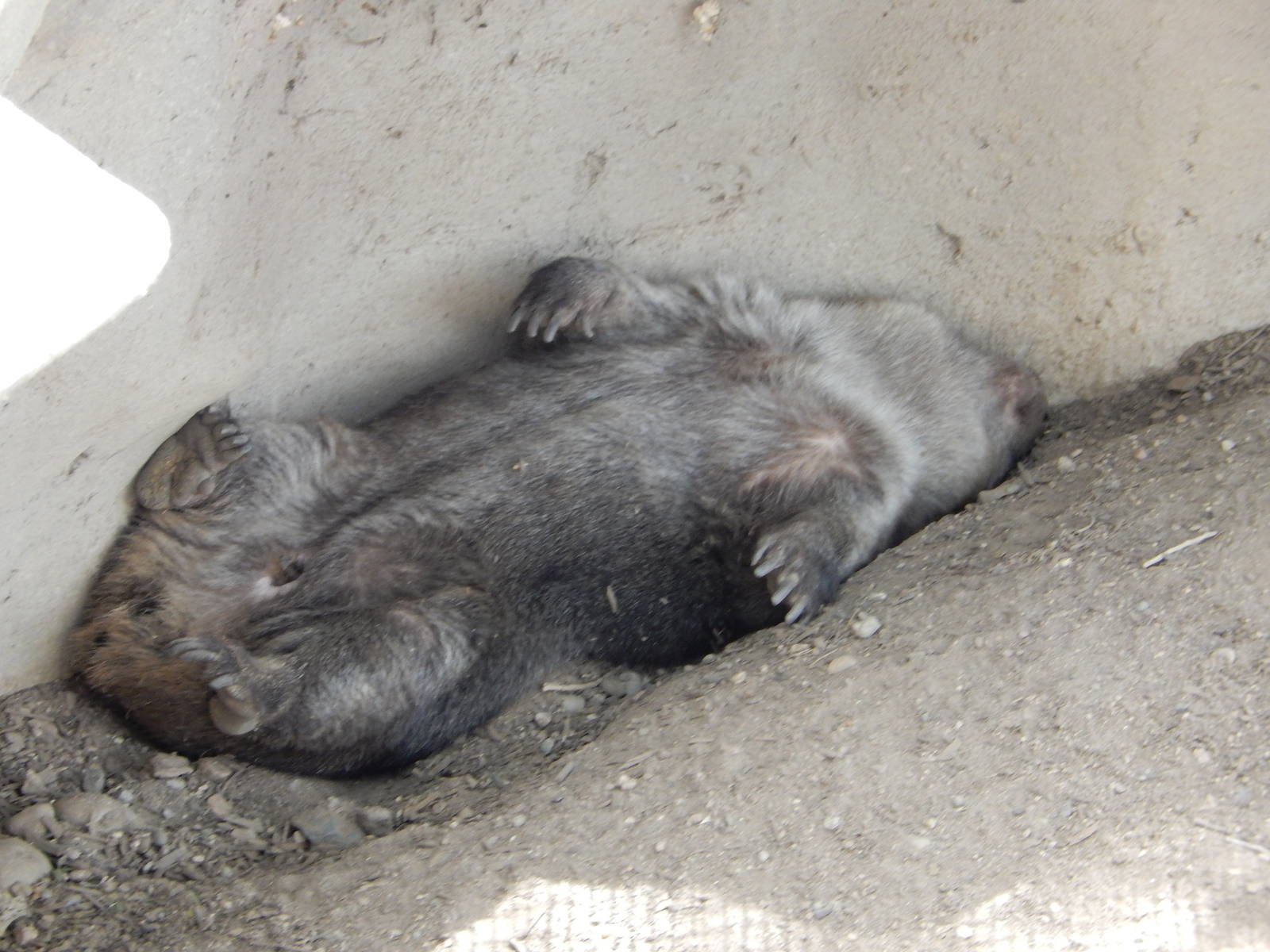 8/6/2015 - Tasmanian Wombat