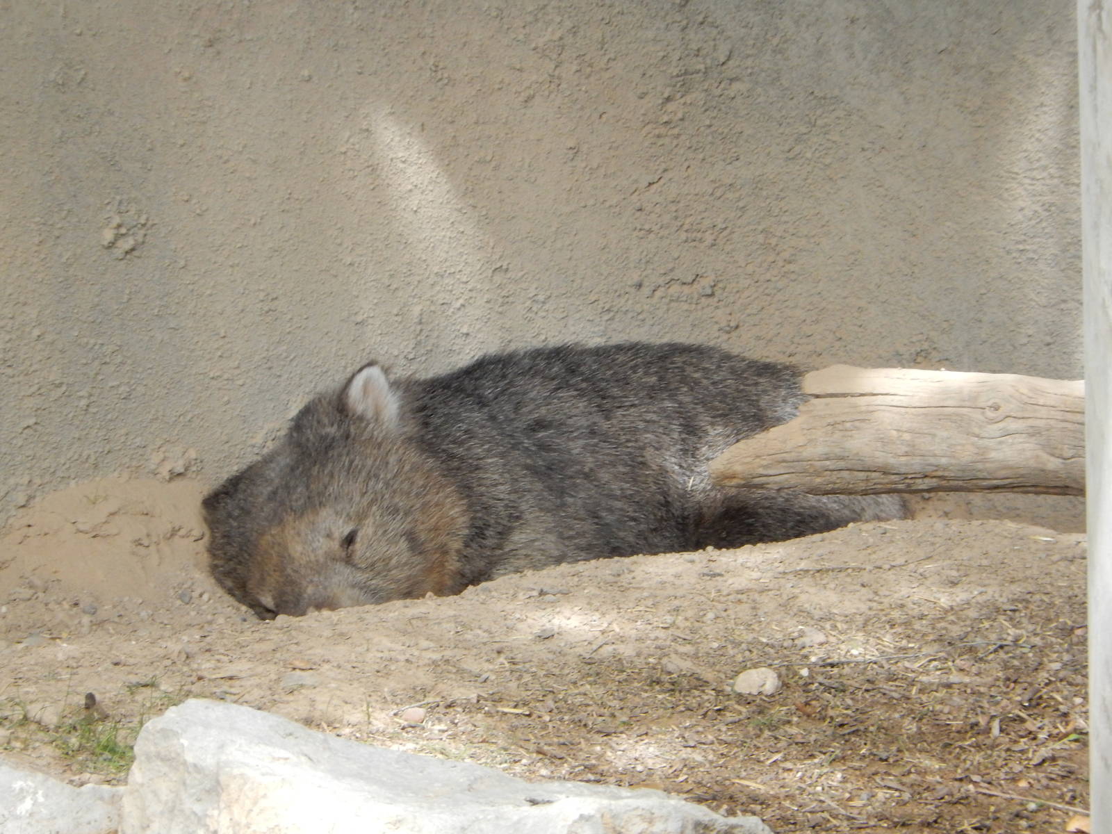 8/6/2015 - Tasmanian Wombat