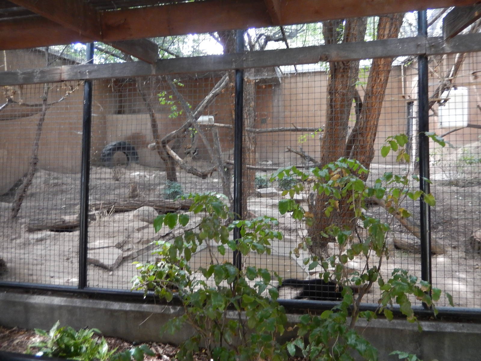 8/6/2015 - Tayra Habitat