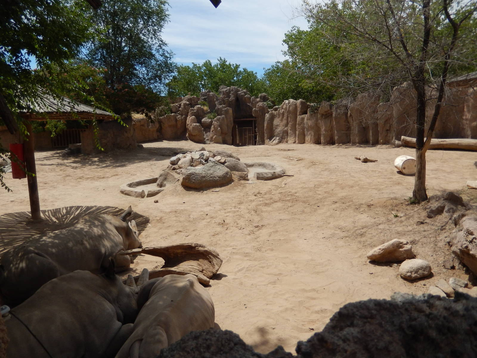 8/6/2015 - White Rhino Habitat