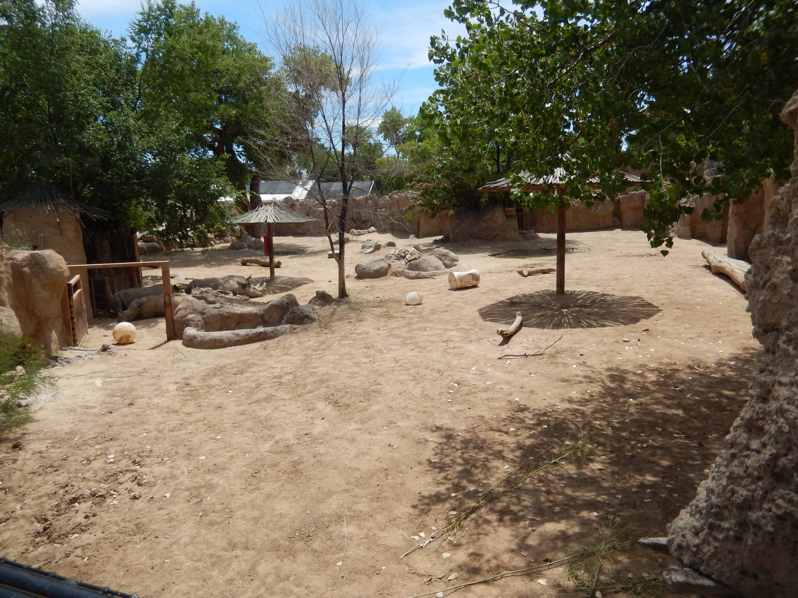 8/6/2015 - White Rhino Habitat