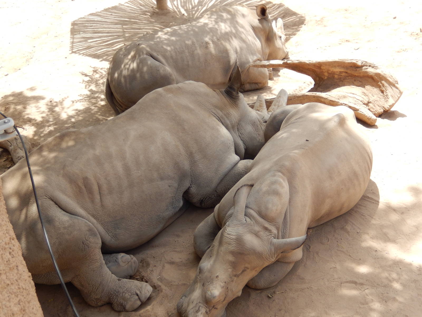 8/6/2015 - White Rhino Trio