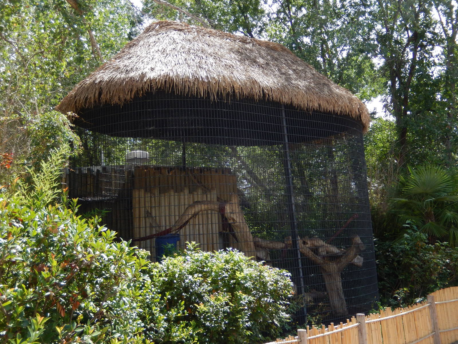 8/6/2015 - Wolf's Guenon Cage