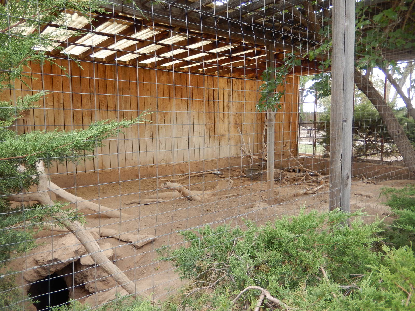 8/8/2015 - African Crested Porcupine Enclosure