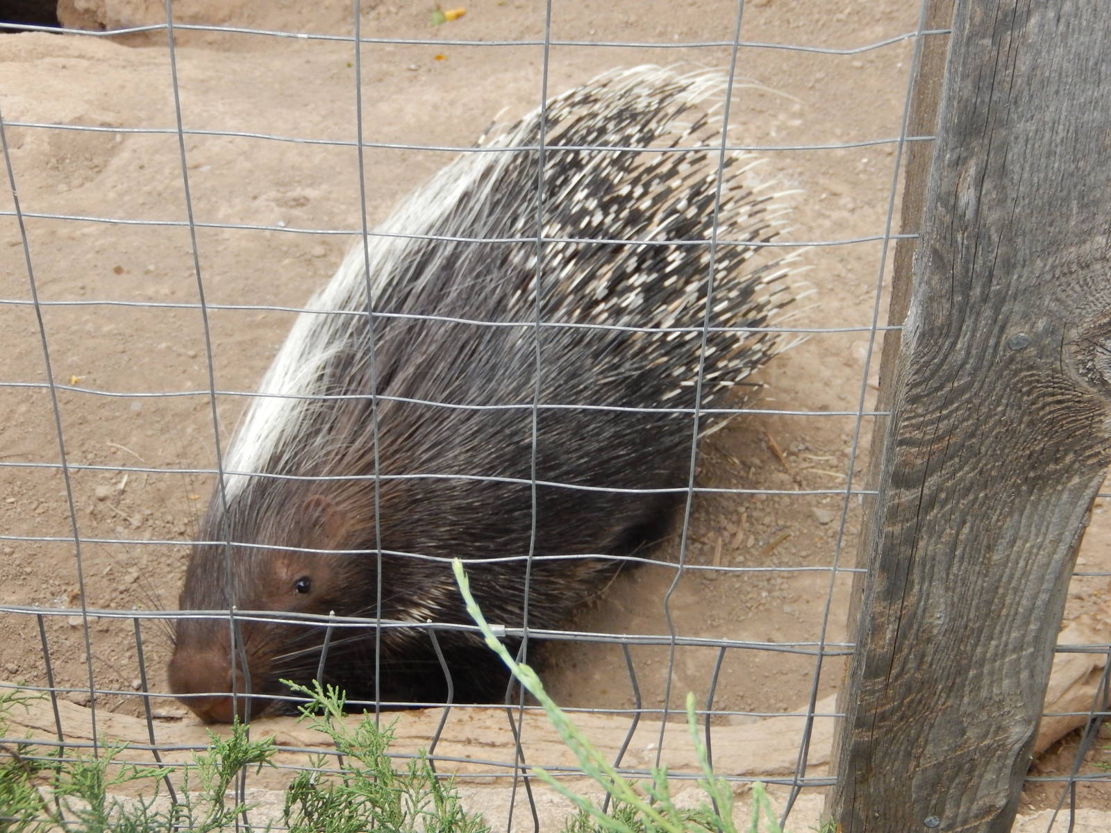 8/8/2015 - African Crested Porcupine