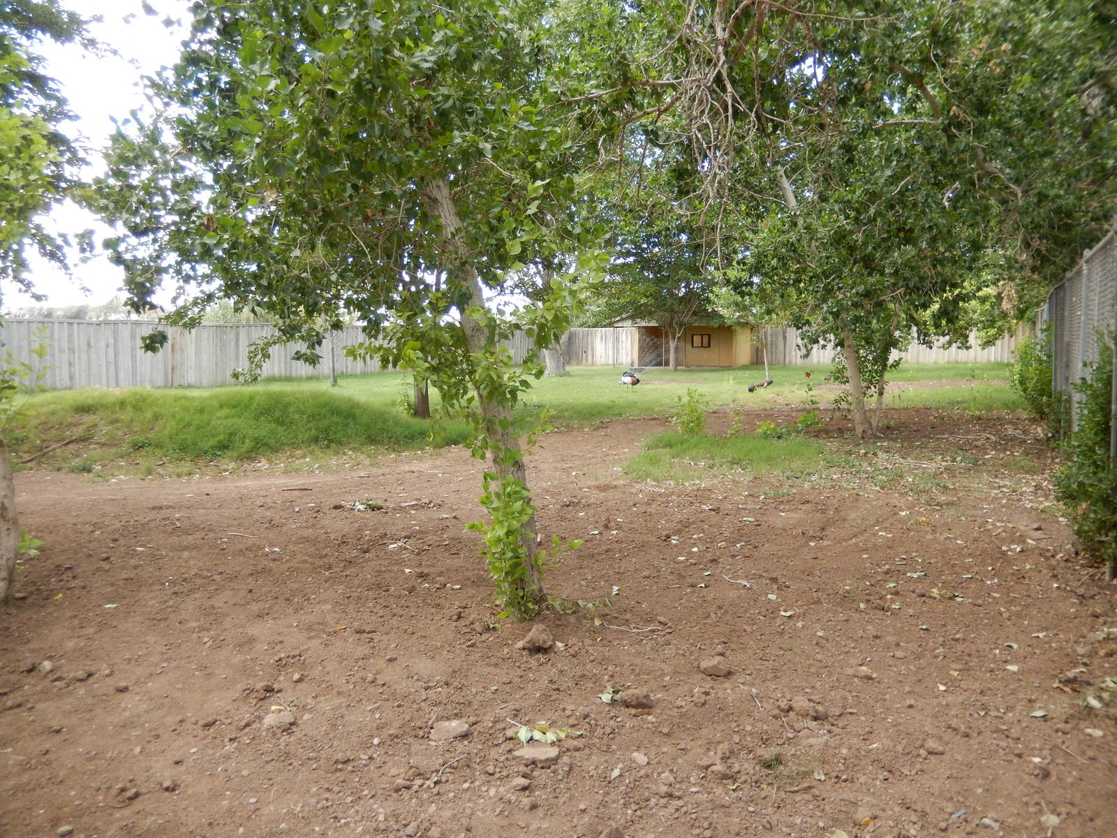 8/8/2015 - African Crowned Crane/Reeve's Muntjac/Female Indian Peafowl Habi