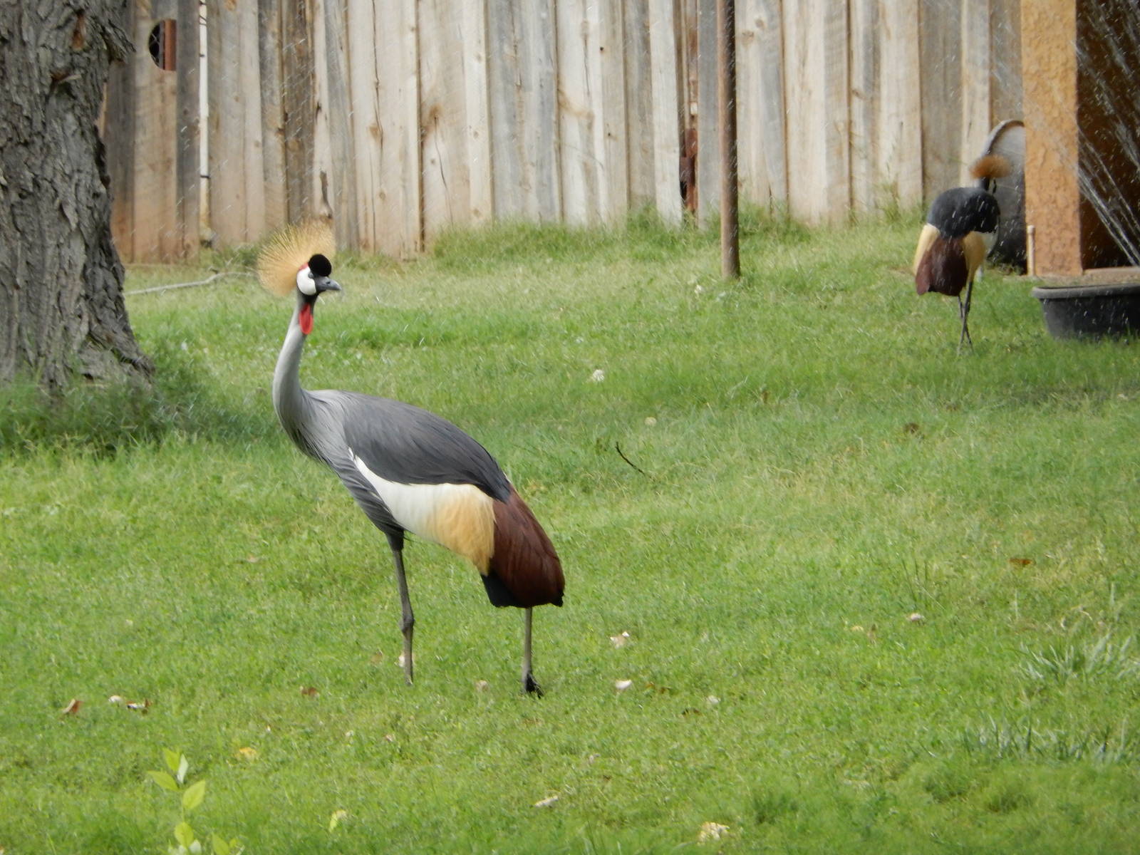 8/8/2015 - African Crowned Crane