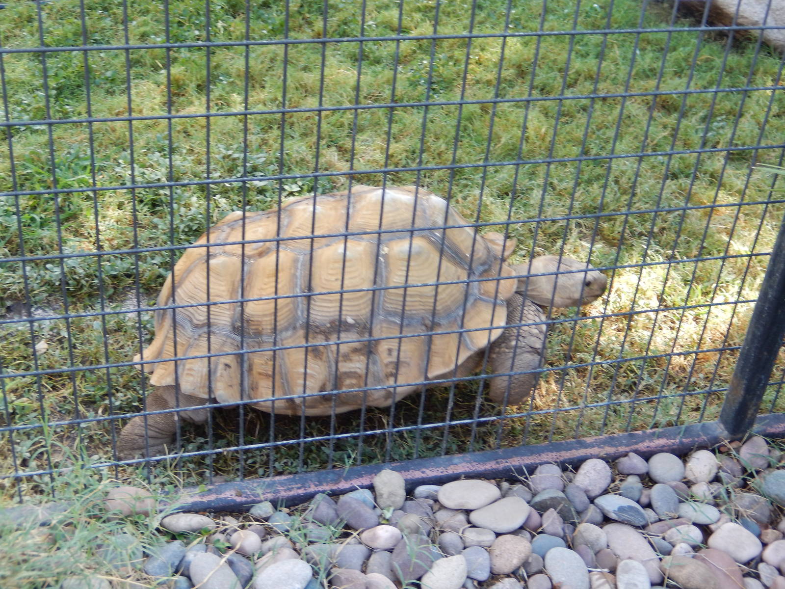 8/8/2015 - African Spurred Tortoise