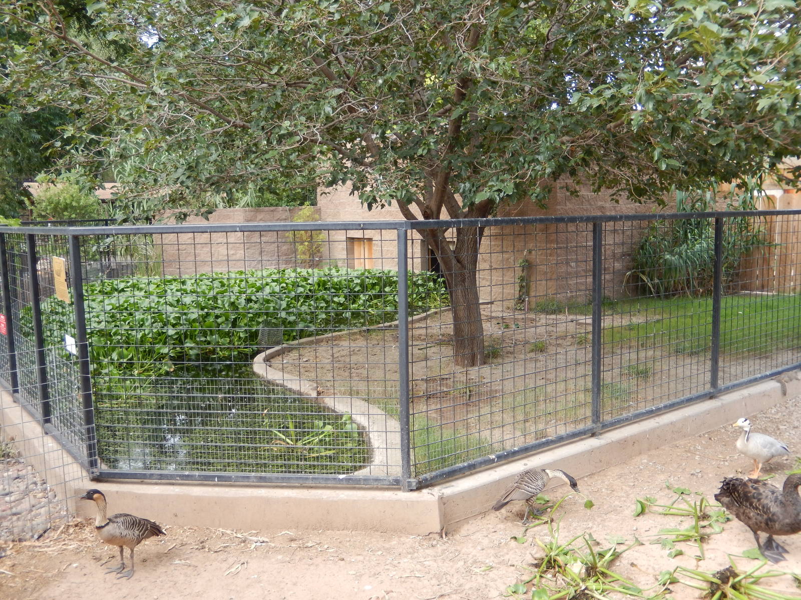 8/8/2015 - American Alligator Exhibit
