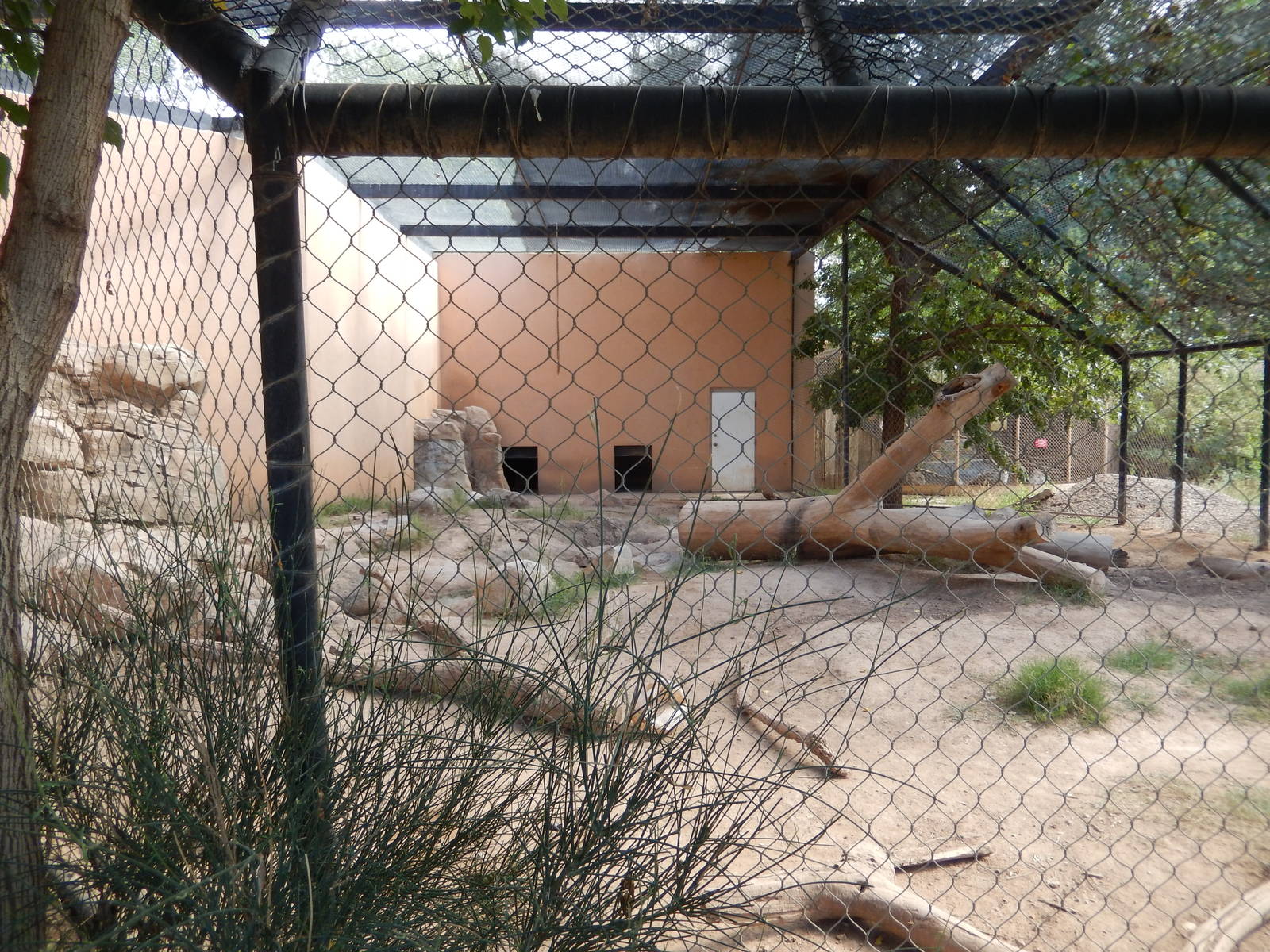 8/8/2015 - American Black Bear Exhibit