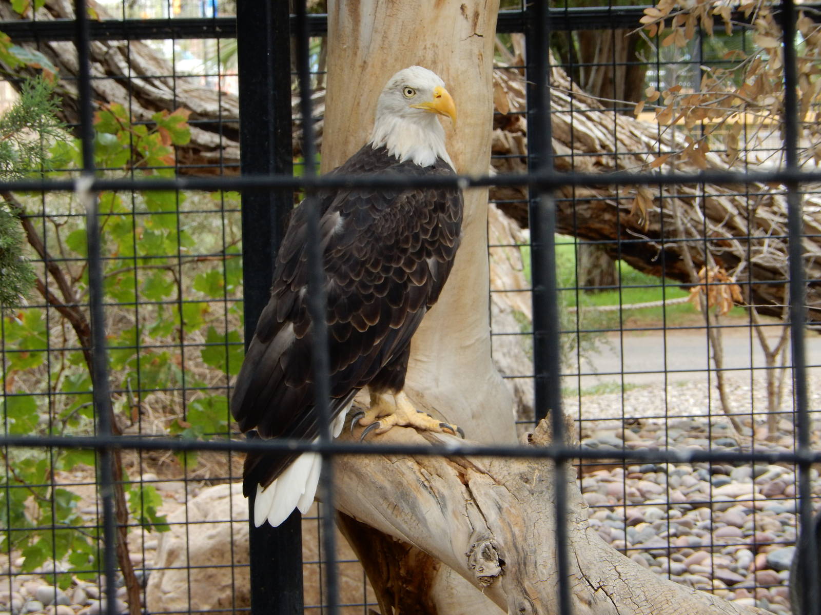 8/8/2015 - Bald Eagle