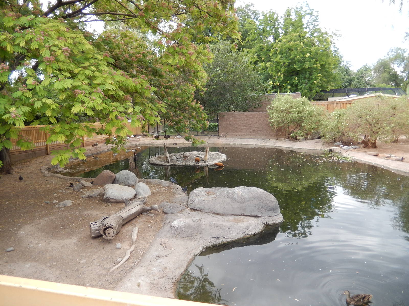 8/8/2015 - Bird/Capybara Lagoon