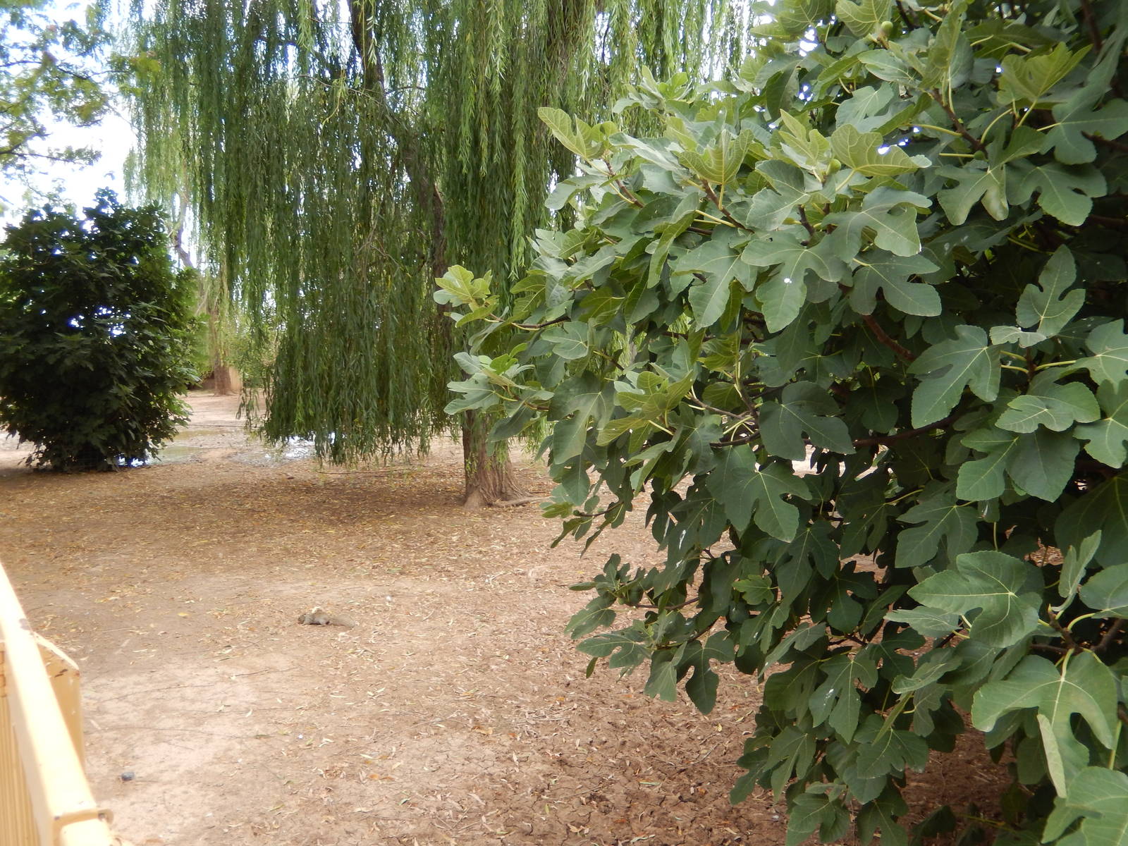 8/8/2015 - Bird/Capybara Lagoon