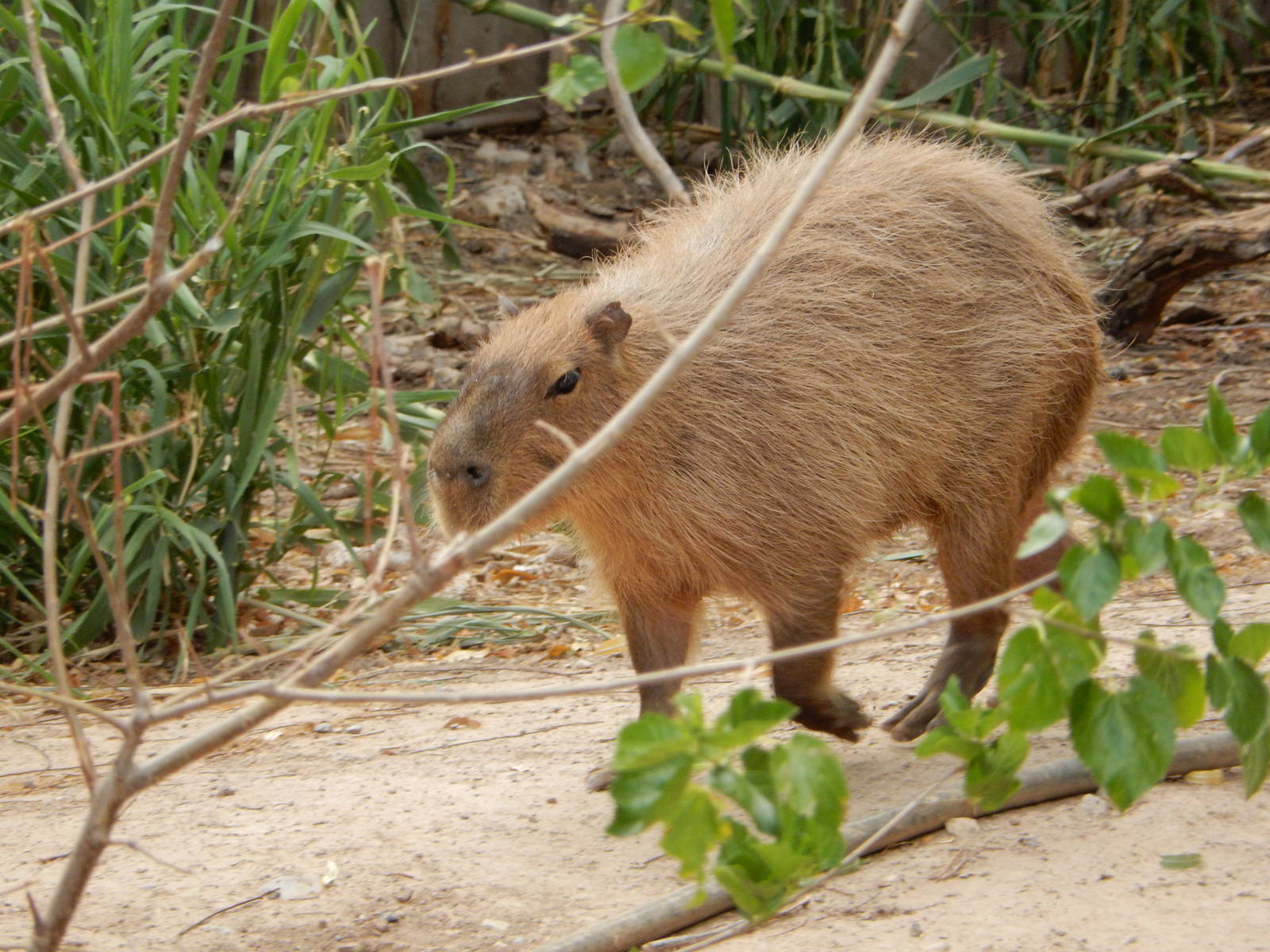 8/8/2015 - Capybara