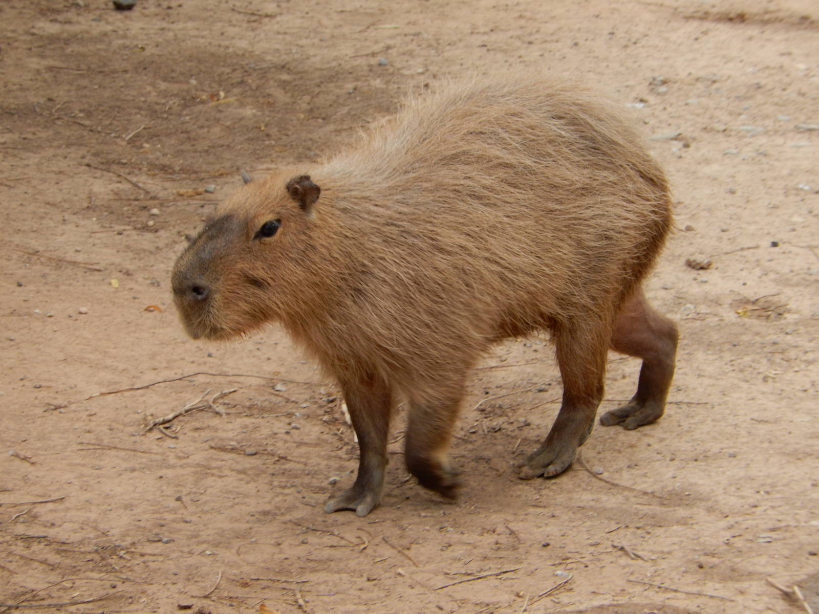 8/8/2015 - Capybara