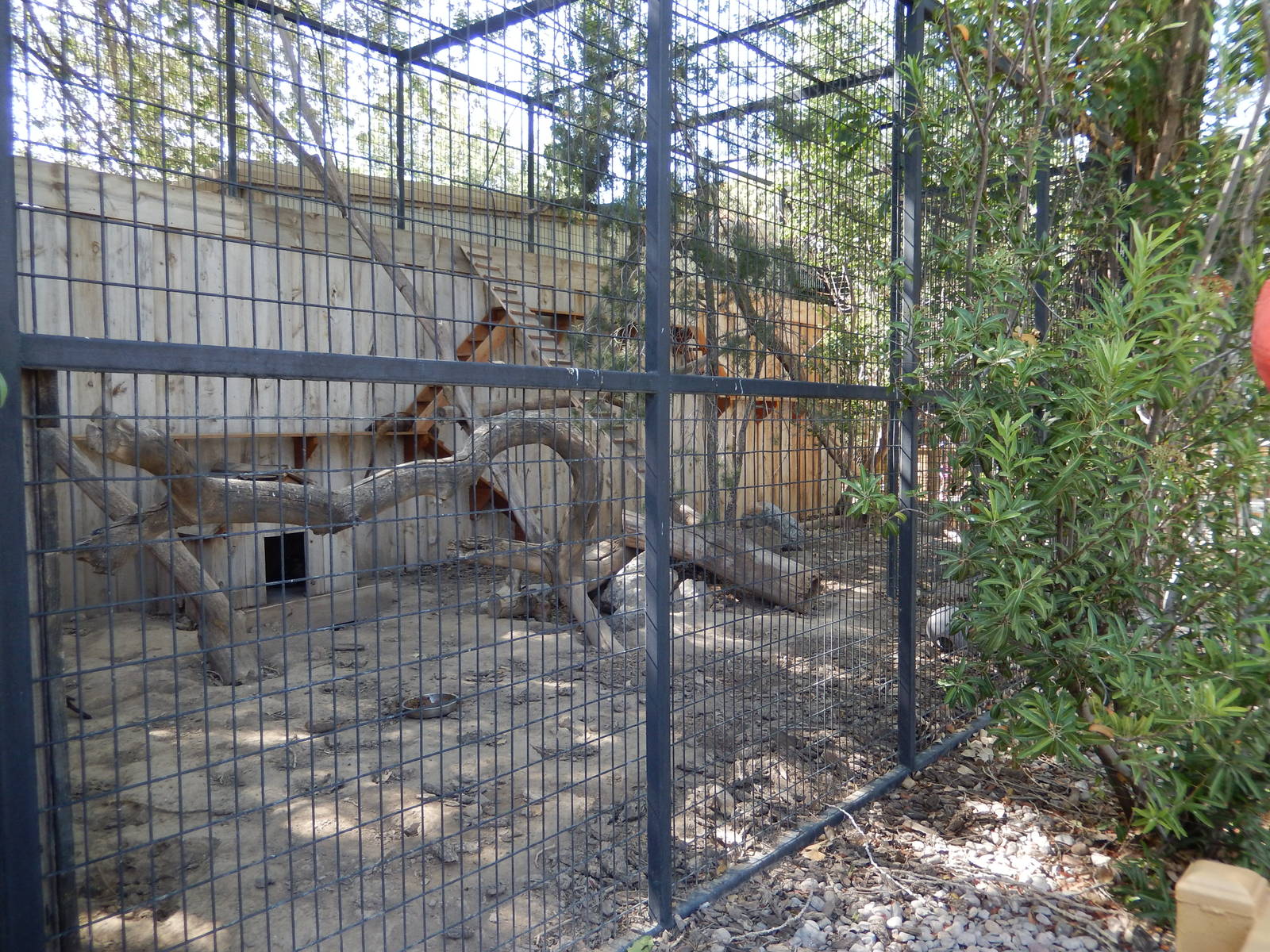 8/8/2015 - Coatimundi Exhibit