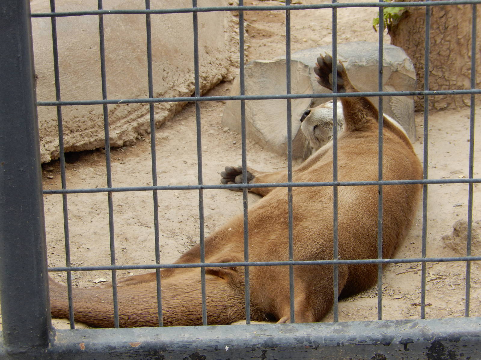 8/8/2015 - Dozing Otter