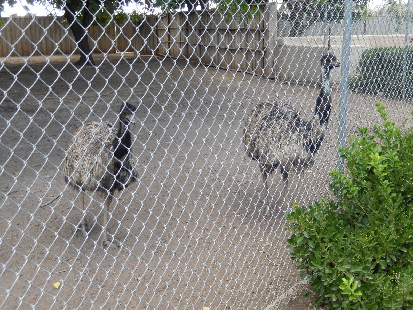 8/8/2015 - Emus