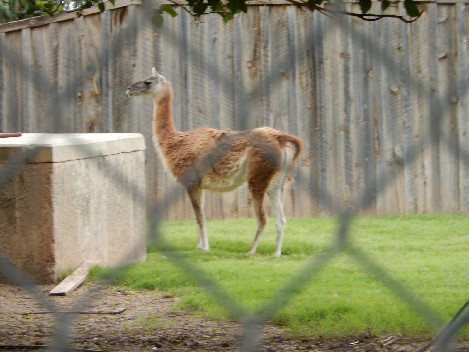 8/8/2015 - Guanaco