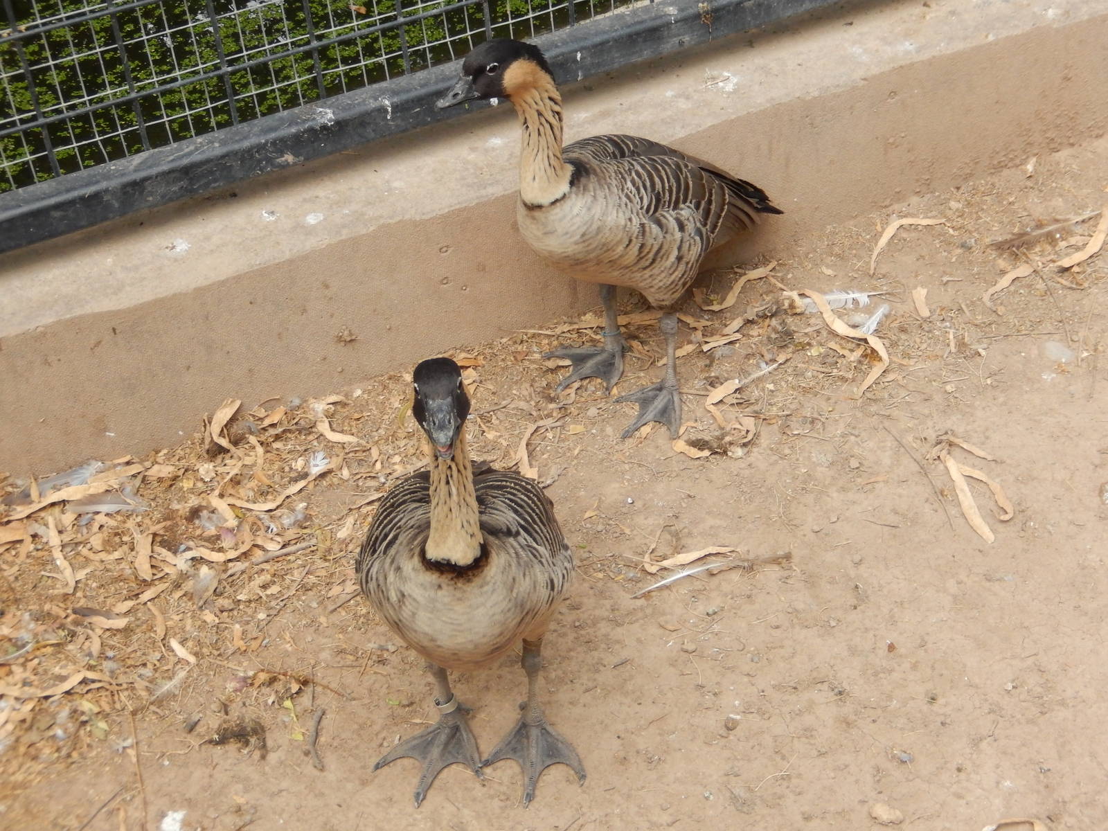 8/8/2015 - Hawaiian Nene