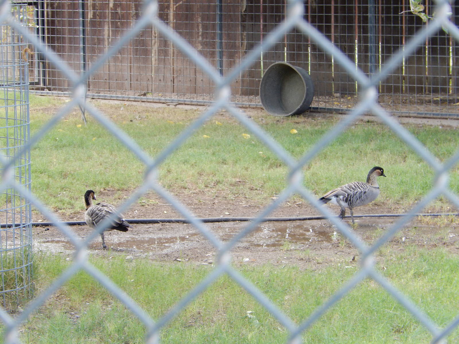 8/8/2015 - Hawaiian Nenes