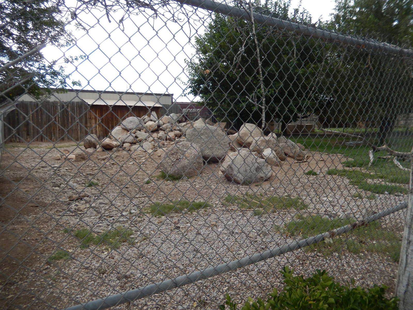 8/8/2015 - Markhor/Hawaiian Nene Exhibit