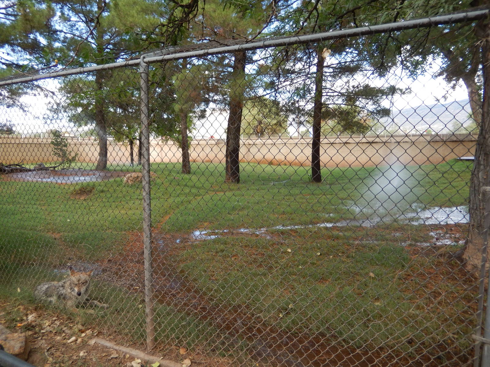 8/8/2015 - Mexican Gray Wolf Habitat