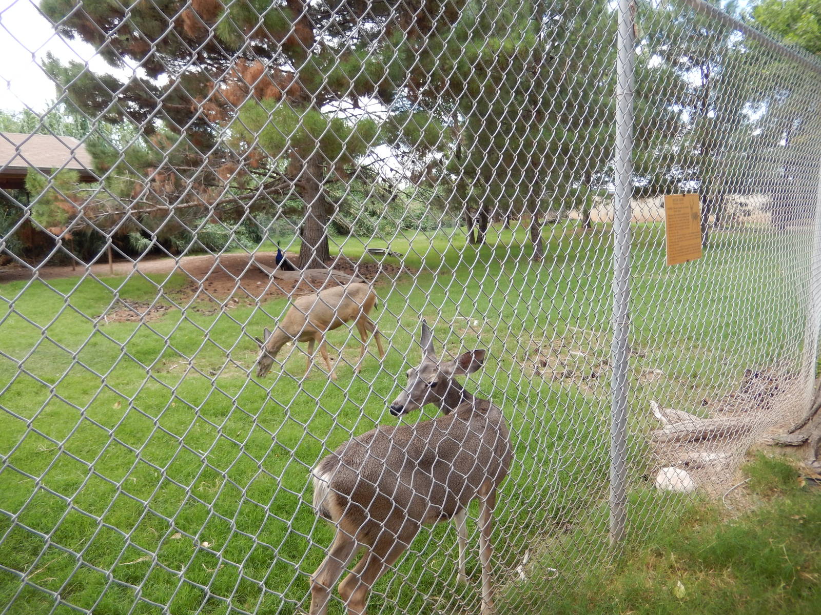 8/8/2015 - Mule Deer/Male Indian Peafowl Exhibit