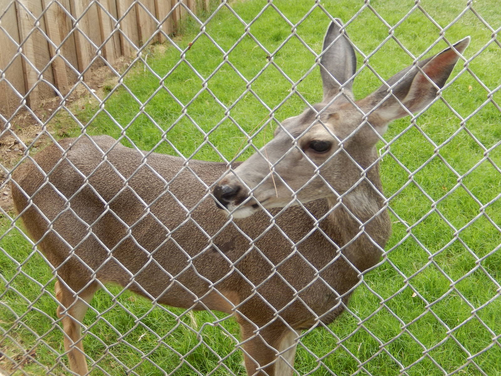 8/8/2015 - Mule Deer