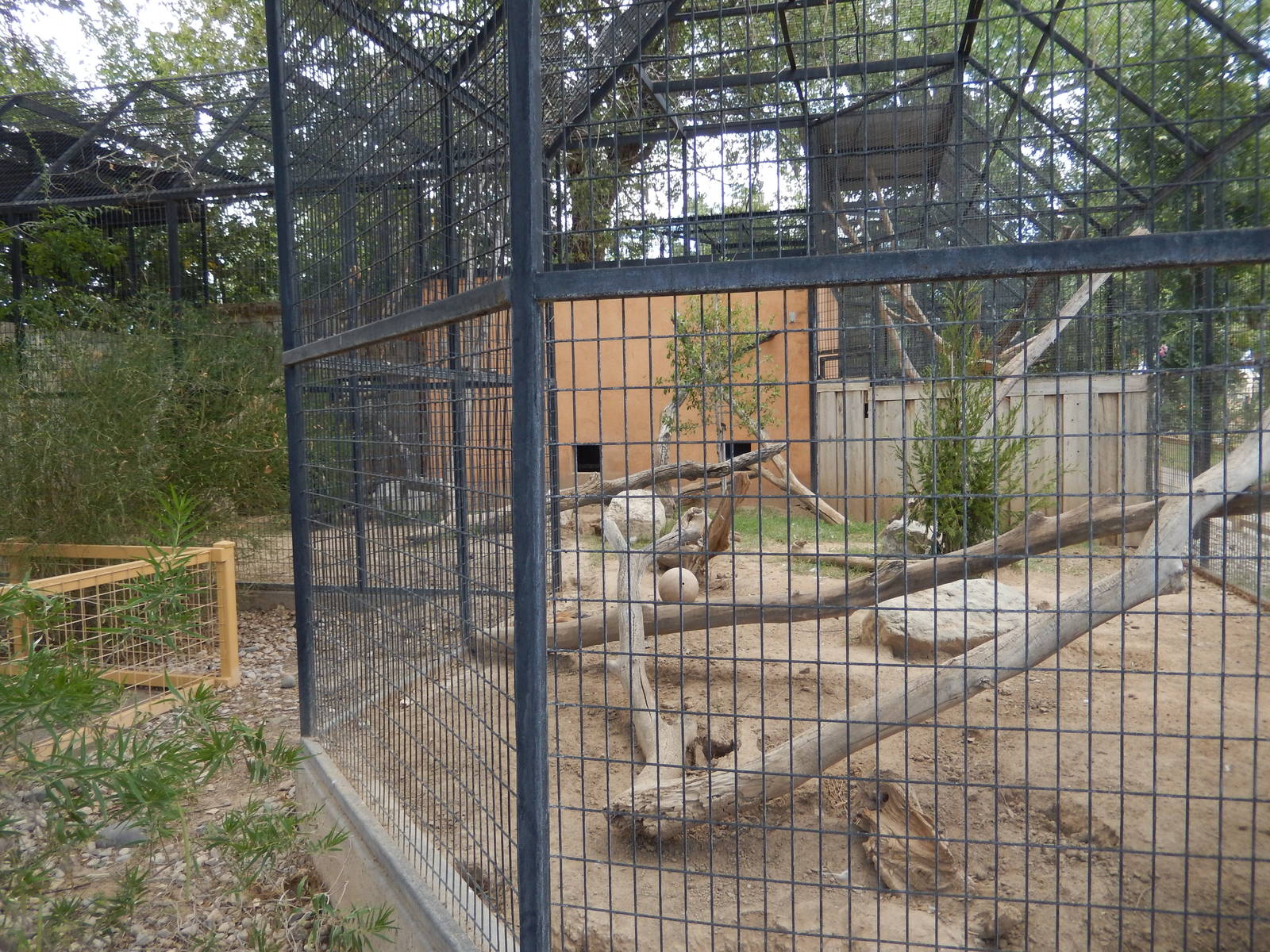 8/8/2015 - Red Fox Exhibit