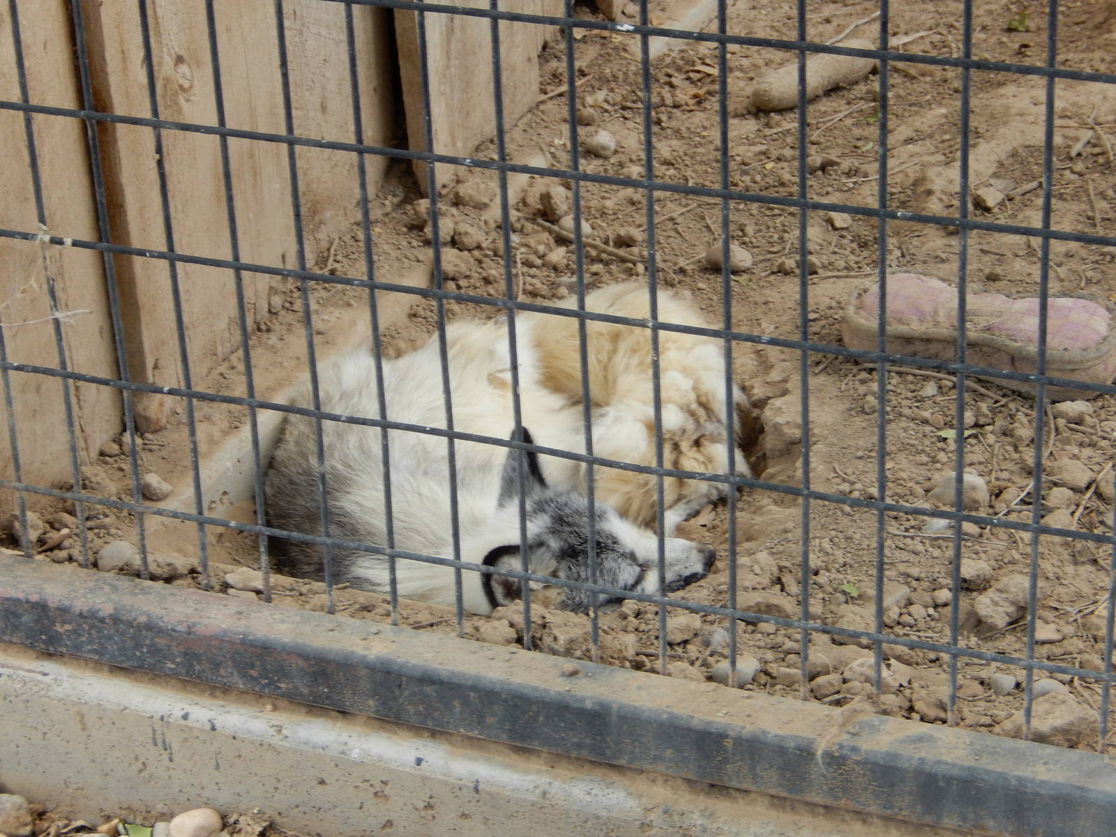 8/8/2015 - Red Fox? (White Variant?)