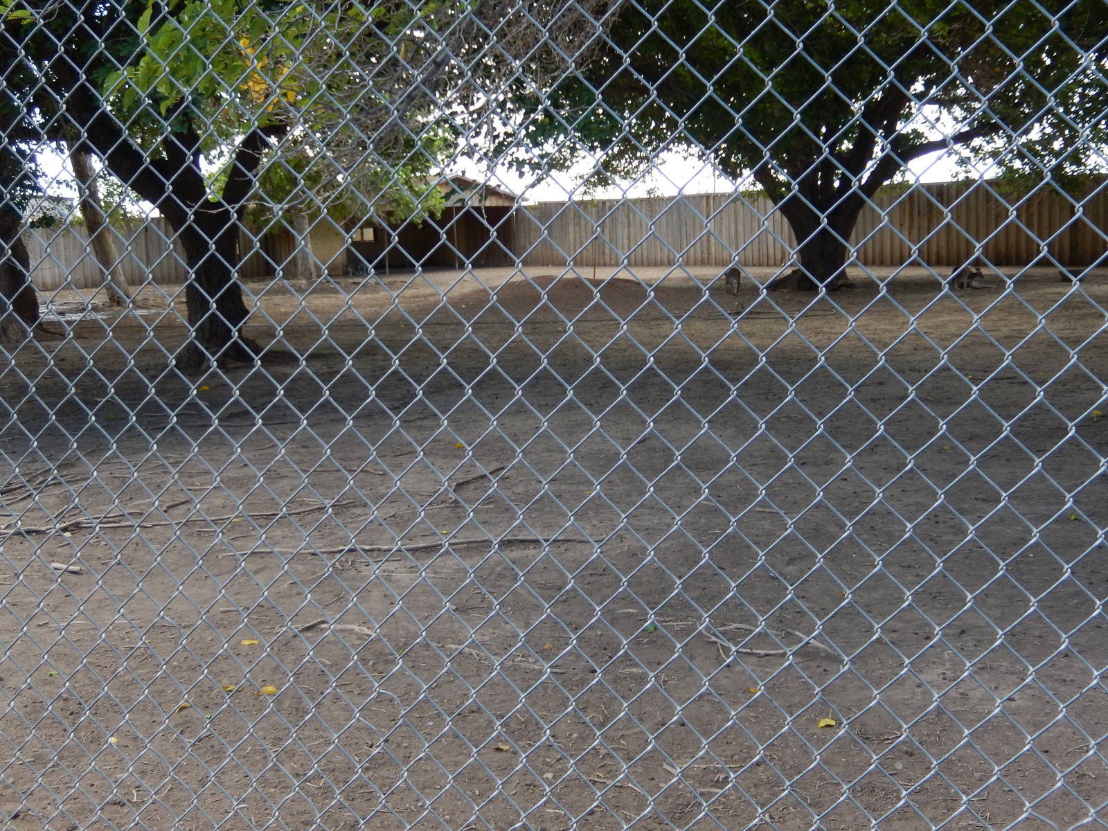 8/8/2015 - Red Kangaroo/Emu Habitat