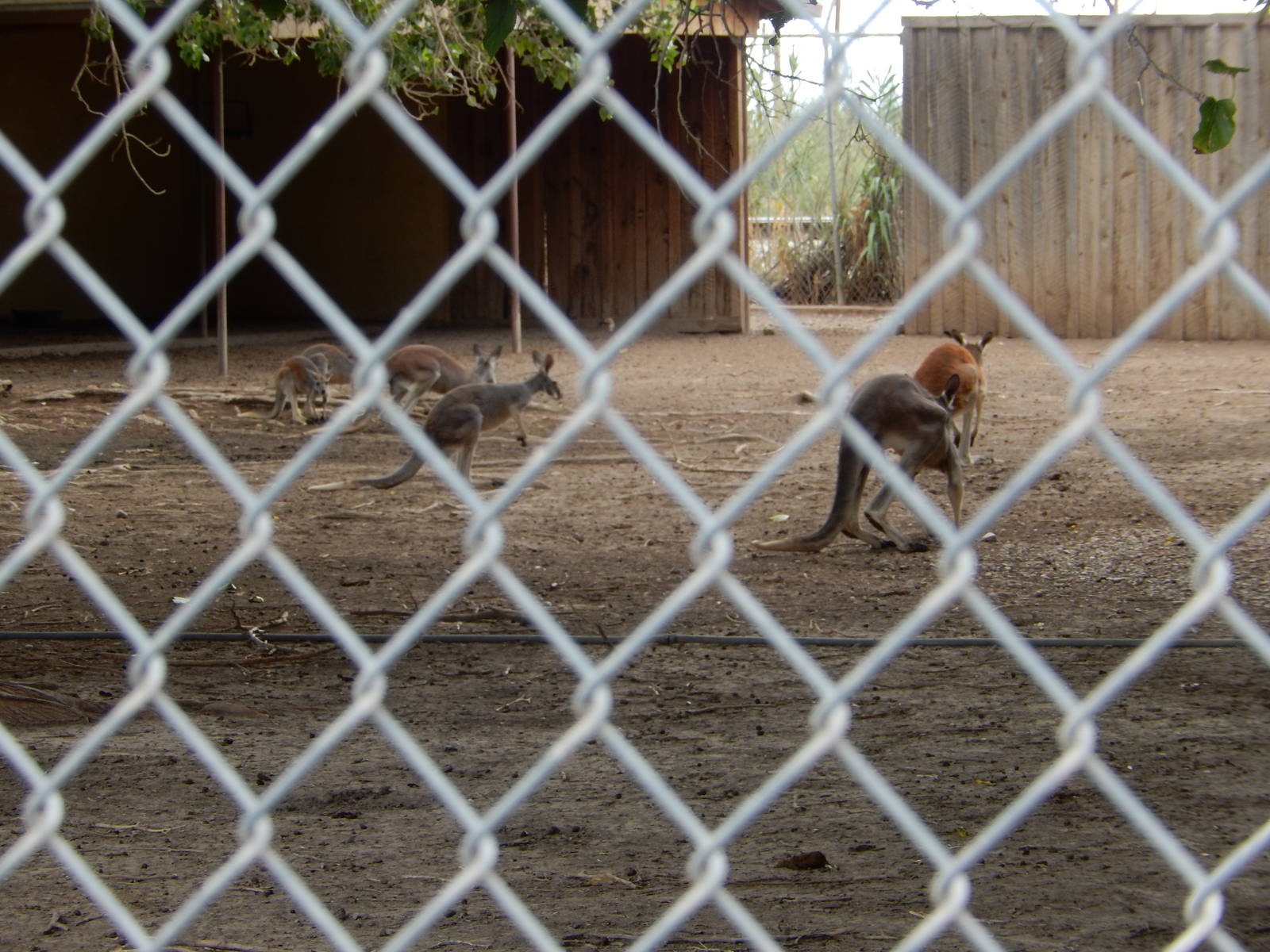 8/8/2015 - Red Kangaroo Mob