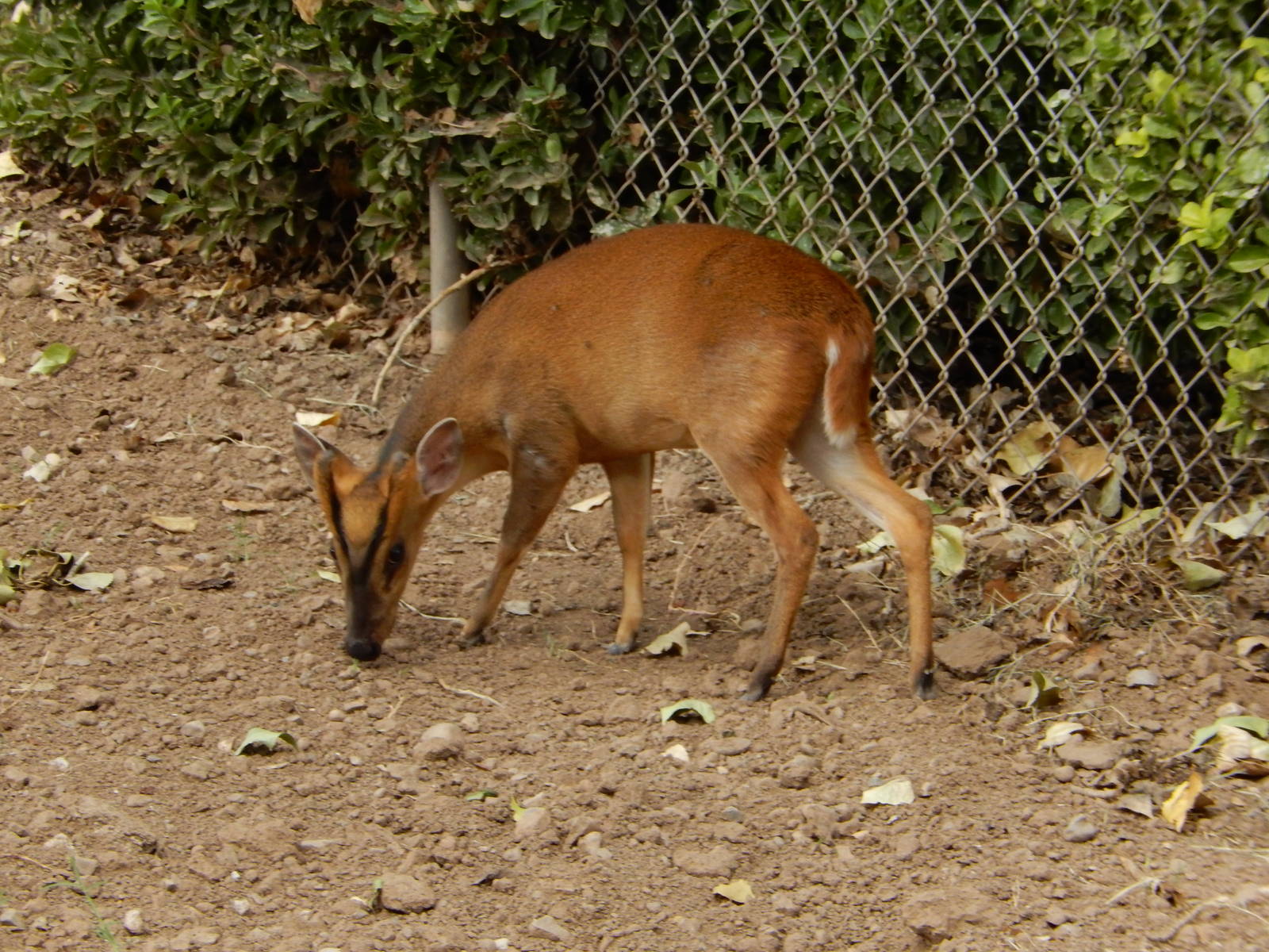 8/8/2015 - Reeve's Muntjac