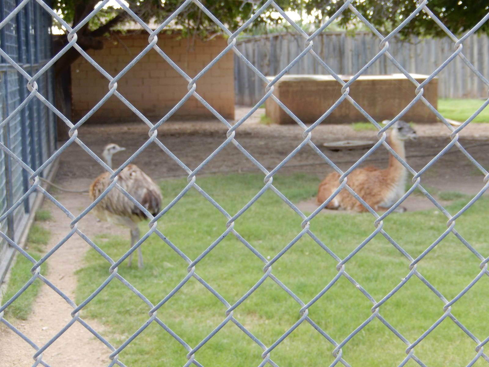 8/8/2015 - Rhea and Guanaco