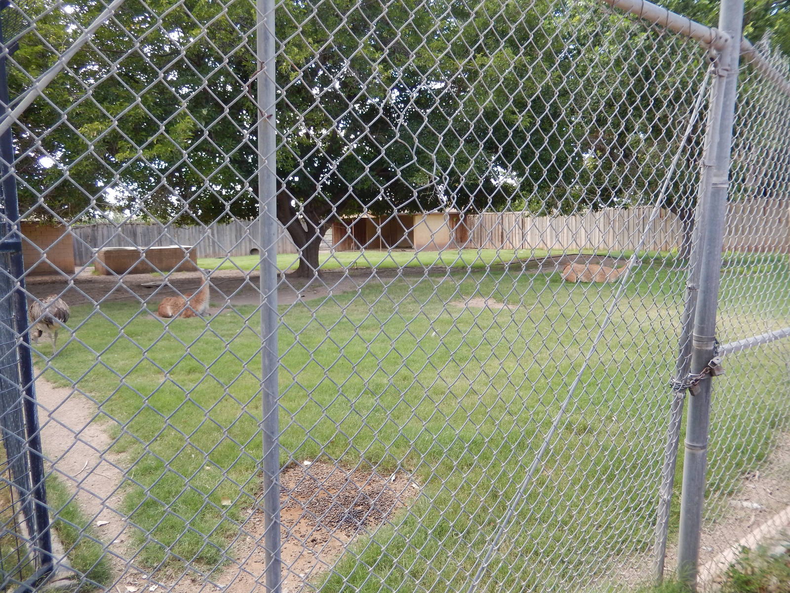 8/8/2015 - Rhea/Guanaco Exhibit