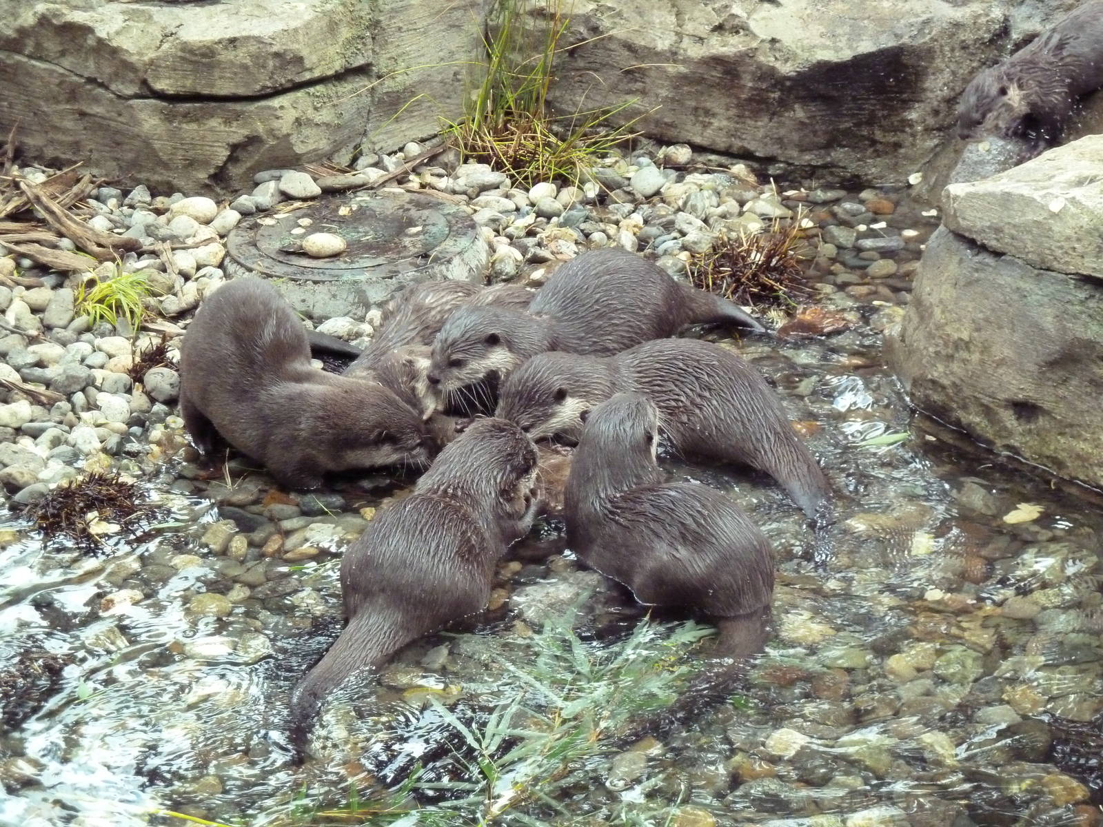 8 Asian Small-Clawed Otters!