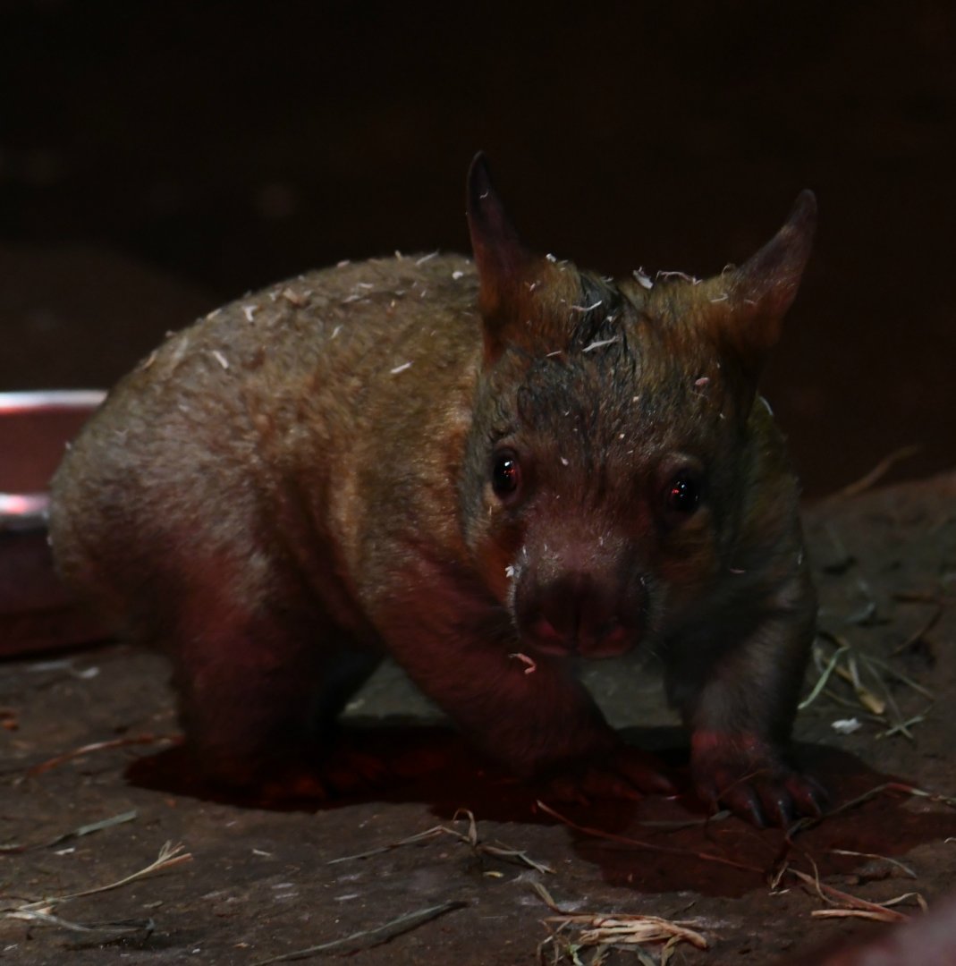 8-Month-Old Wombat Joey