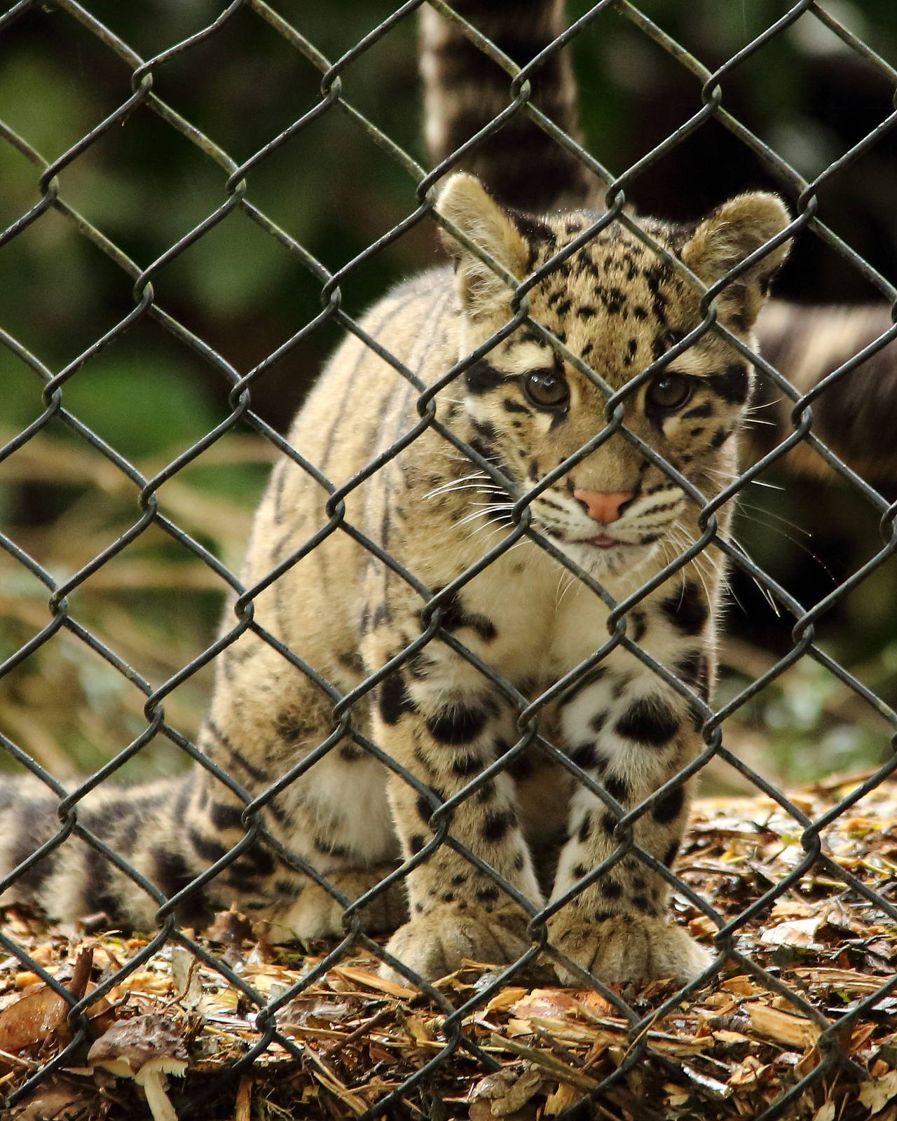 8 week old Clouded leopard