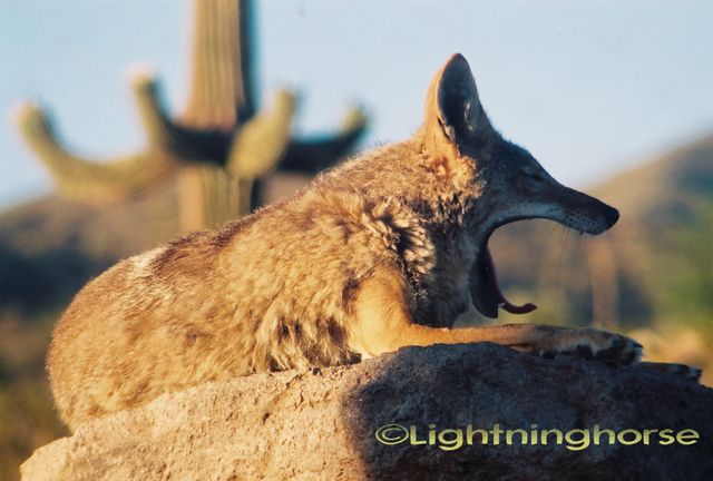 81247569 Z072886-R03-015-6