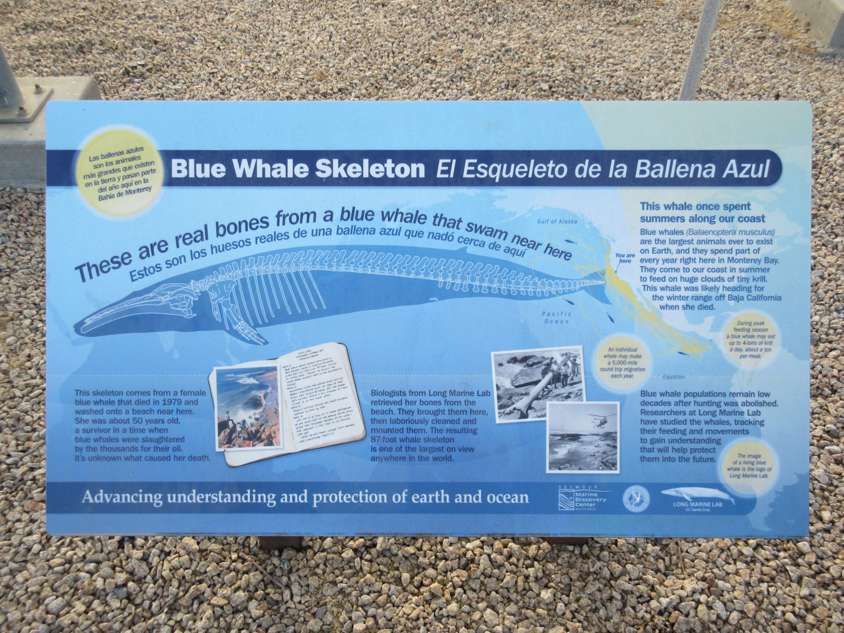 87-Foot Long Blue Whale Skeleton  - Sign