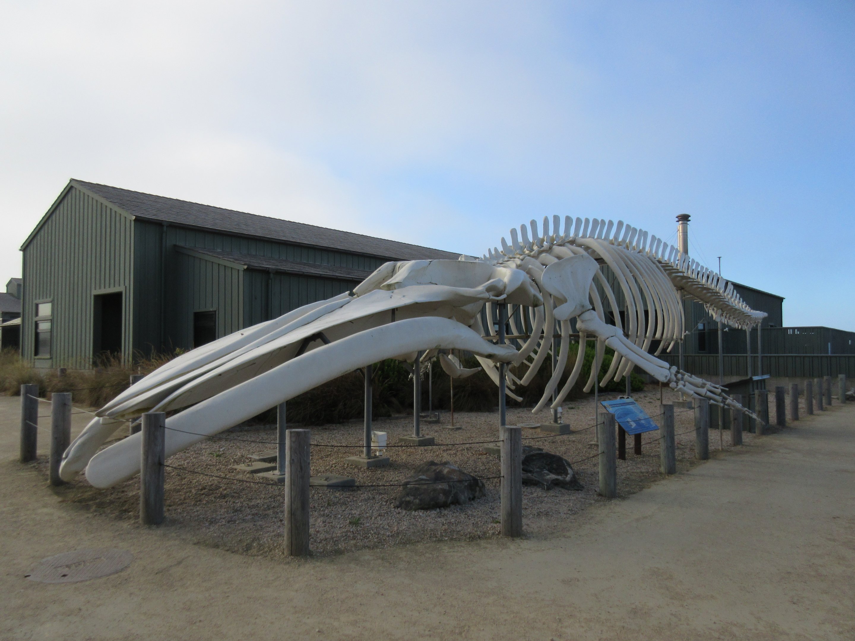 87-Foot Long Blue Whale Skeleton