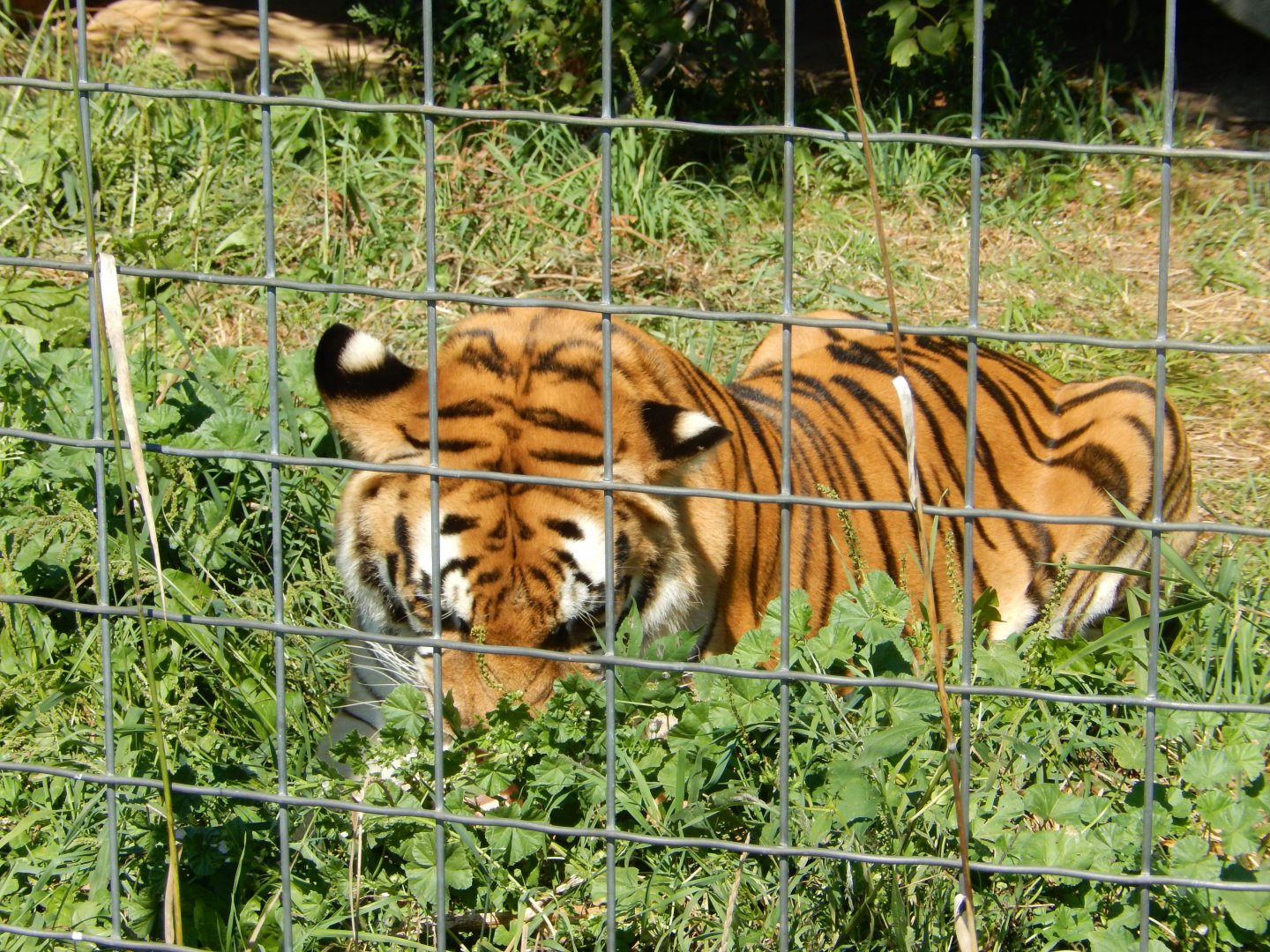 9/1/2024 - Parker's Meal