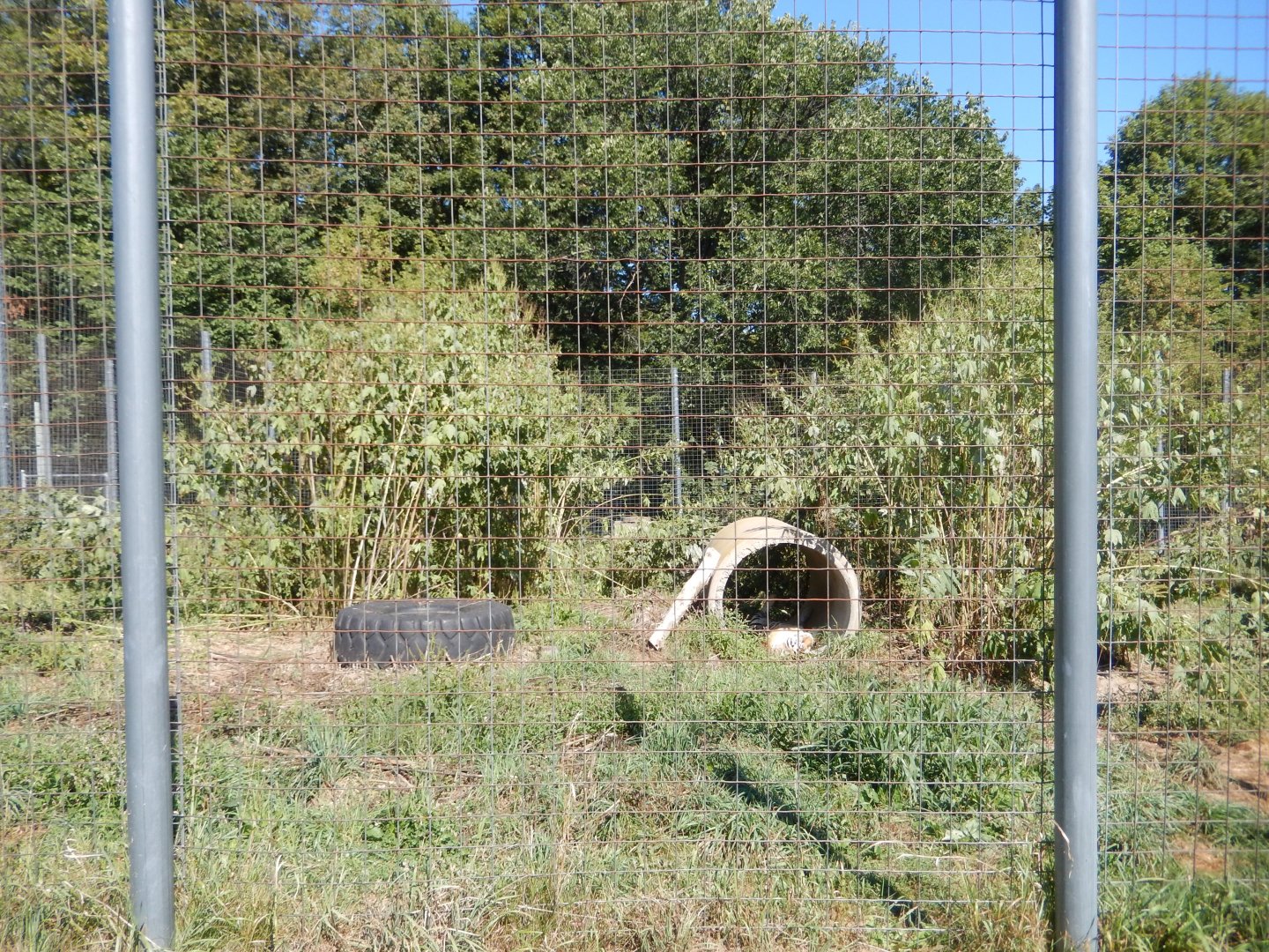 9/1/2024 - Tiger Exhibit